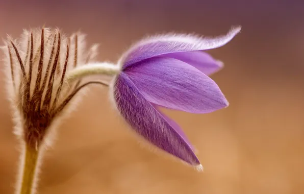 Macro, flowers, spring, primrose, sleep-grass, cross large, sleep great, pulsatílla grandis