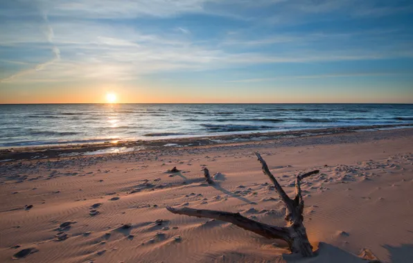 Sea, beach, landscape, sunset, tree