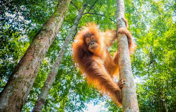 Orangutan, great apes, evolutionary theory, bornean orang-utan