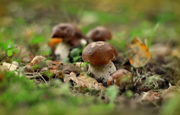 Autumn, mushrooms, bokeh