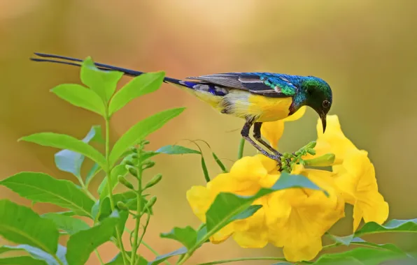 Picture flower, leaves, bird, The collared Sunbird