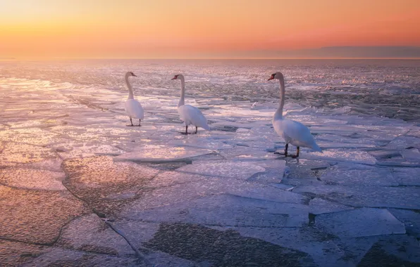 Birds, shore, ice, swans