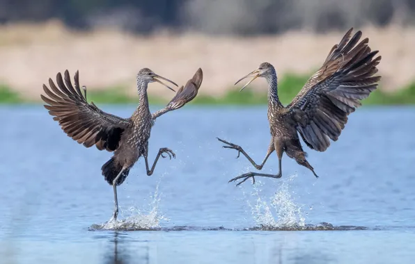 Picture birds, wings, dance, beak, pair