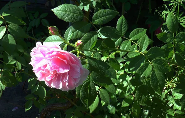 Flower, summer, rose tea