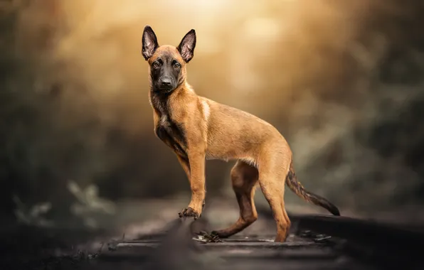 Picture dog, puppy, Malinois, Belgian shepherd