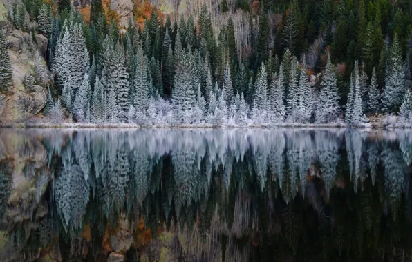 Picture frost, forest, lake, reflection, spruce, slope