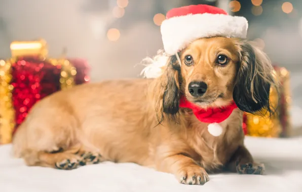 Look, light, pose, Shine, dog, Christmas, gifts, New year