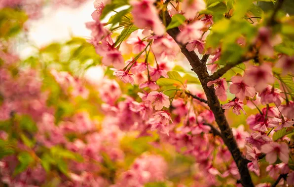 Greens, flowers, branches, cherry, background, blur, spring, Sakura