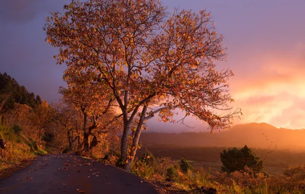 Road, sunset, tree