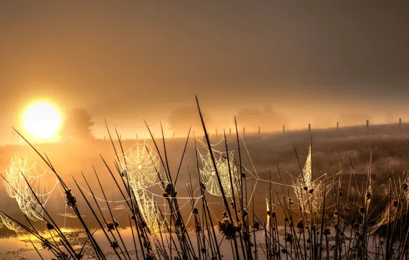 Grass, sunset, web