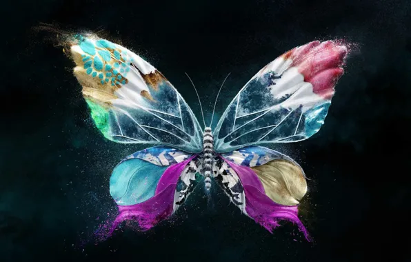Bright colors, flight, butterfly, wings, insect, flight, wings, butterfly