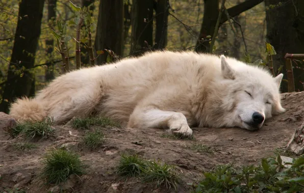 Picture nature, predator, animal, wolf, wildlife, portrait, portrait., Canis lupus. face