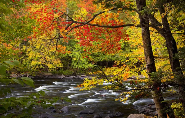 Autumn, leaves, trees, river, stones, Ontario, Algonquin Park
