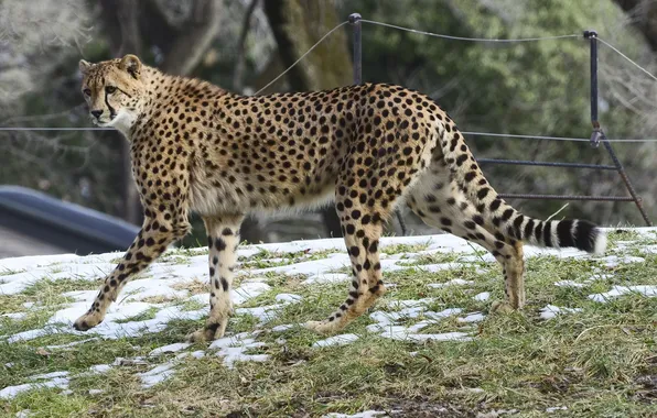 Predator, spot, Cheetah, walk, wild cat