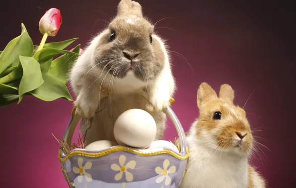 Tulip, egg, Easter, rabbits, easter