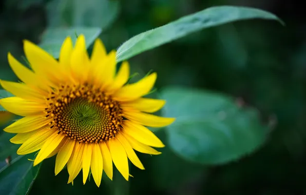 Picture color, sunflower, sonyashnik
