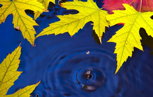 Picture autumn, leaves, water, nature, drop