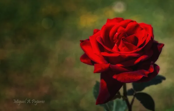 Flower, red, rose, petals, al