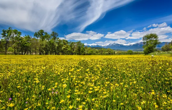 Field, forest, the sky, clouds, trees, landscape, flowers, mountains
