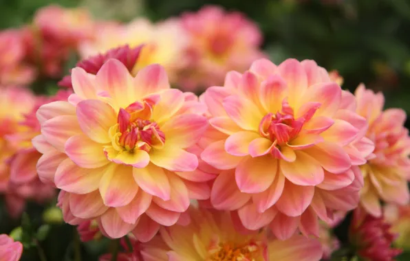 Picture petals, bokeh, dahlias