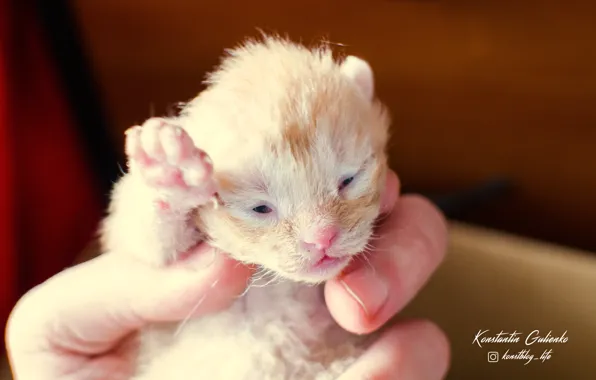 Animals, cat, kitty, red, pussy, the kitten is red