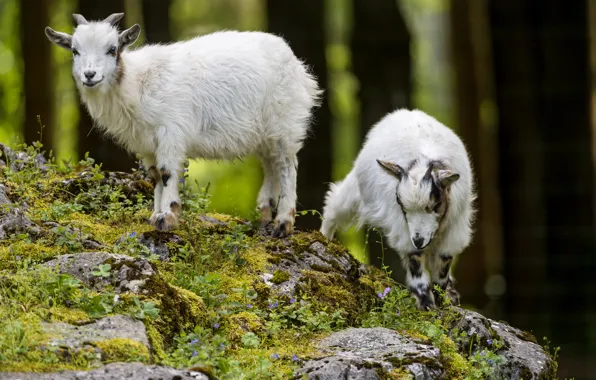 Picture grass, stones, moss, hill, pair, goats, goat, cubs