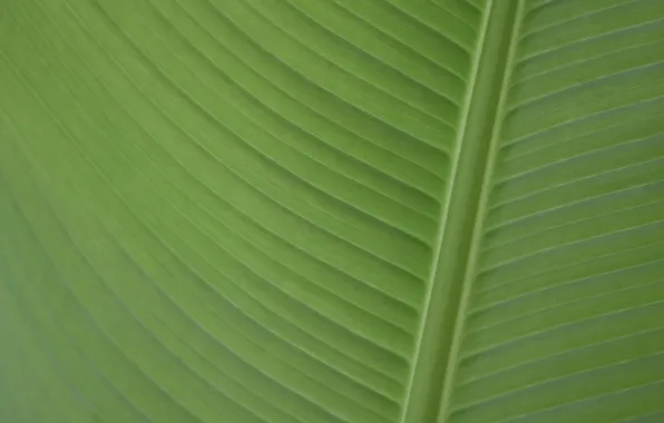 Banana, Leaf, banana leaf, palmengarten