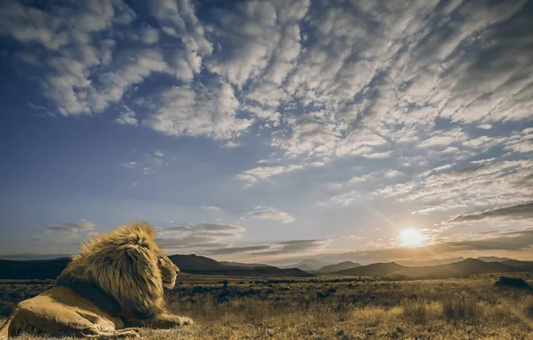 Picture the sky, the sun, clouds, calm, predator, Leo, the king of beasts, Savannah