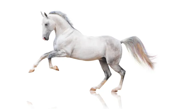 Picture horse, horse, white background