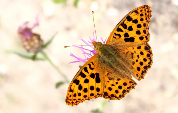 Macro, flowers, background, pattern, butterfly, plant, orange, light
