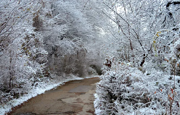 Picture Winter, Trees, Snow, Park, Nature, Track, Winter, Park