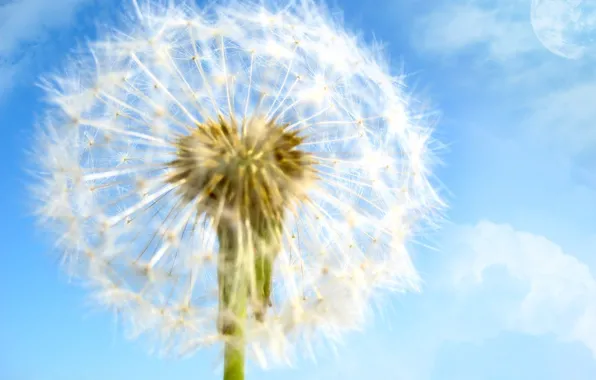 Flower, flowers, dandelion