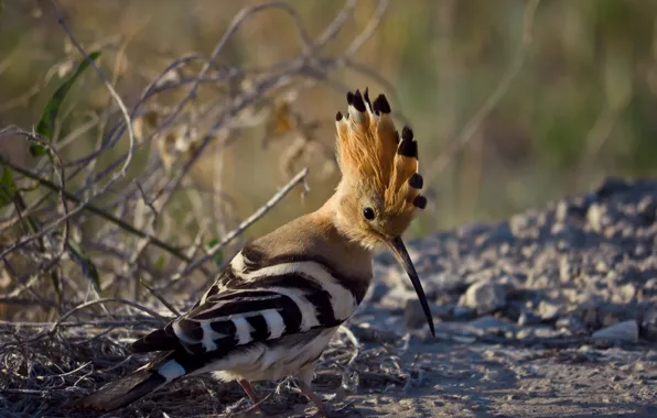 Picture nature, bird, hoopoe