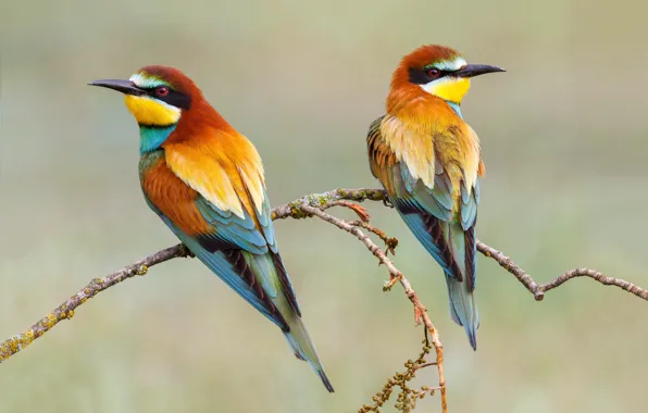 Birds, background, branch, pair, the European bee-eater Golden, schurka