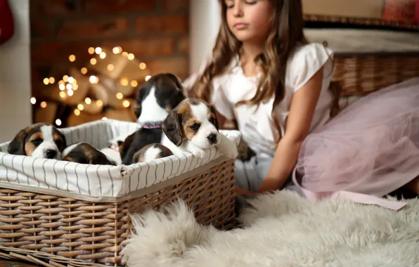 Dogs, face, lights, room, dog, dress, puppies, Christmas