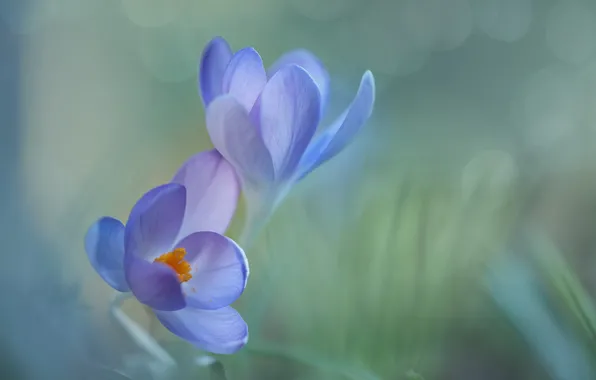 Picture macro, flowers, spring, crocuses, bokeh