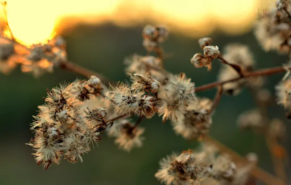 Branches, dry, inflorescence, bokeh