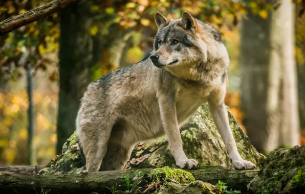 Picture wolf, handsome, the orderly forest