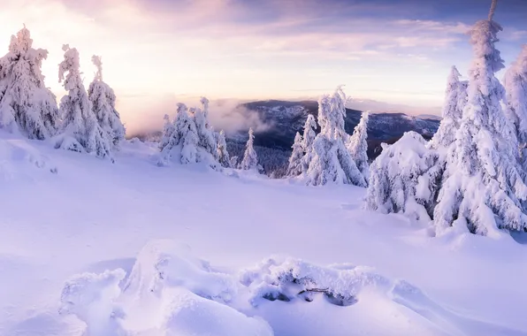 Winter, forest, the sky, clouds, snow, mountains, nature, in the snow