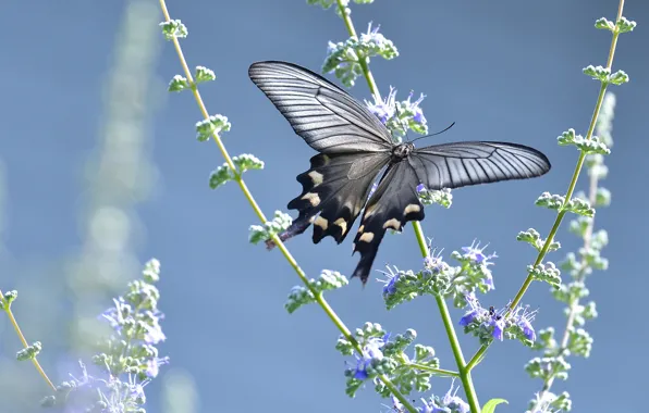 Flowers, butterfly, black, blue background, swallowtail