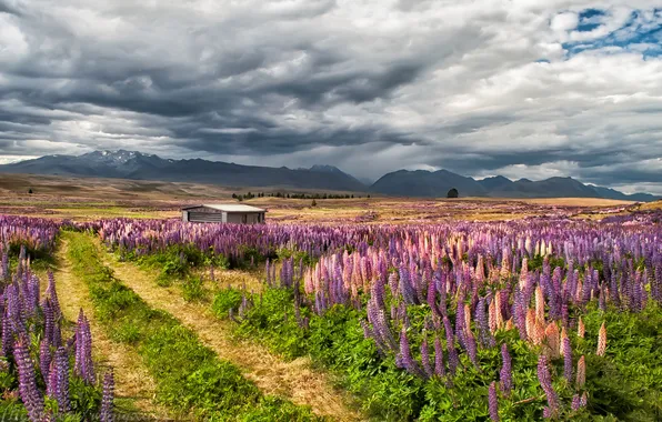 Picture road, field, flowers, mountains, house