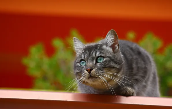 Cat, look, background