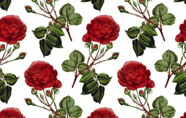 White, background, roses, texture, buds, background, roses