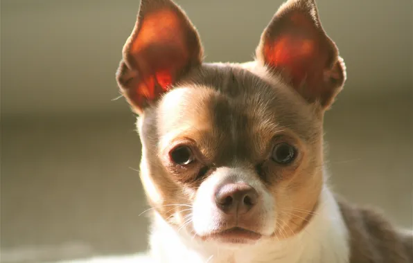 Look, dog, ears, face, Chihuahua