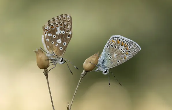 Butterfly, background, pair