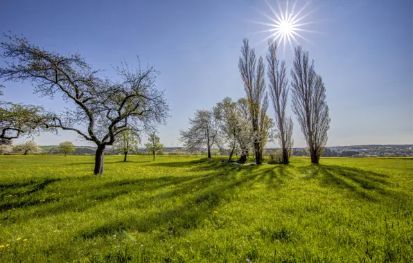 Field, the sky, grass, the sun, rays, trees, spring, Germany