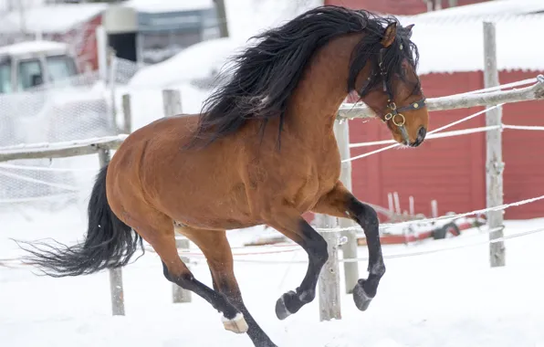 Horse, horse, stallion, mane, chestnut