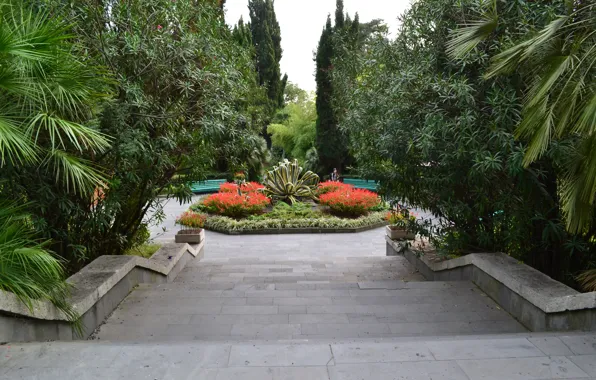 Trees, Park, palm trees, Bush, ladder, Sochi
