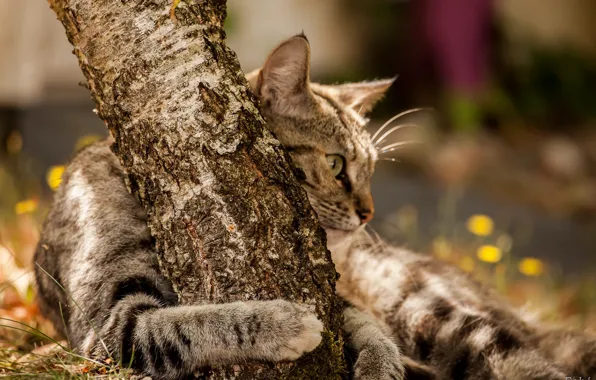 Bokeh, hugs, tabby cat, the trunk of the tree