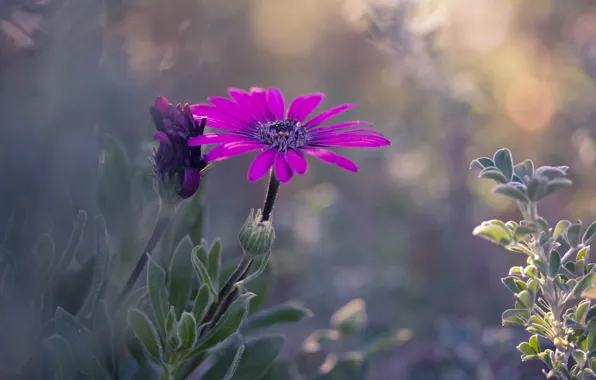 Flower, leaves, nature, plant